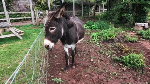 Curious brown donkey walking in farm enclosure Stock Footage 345645719