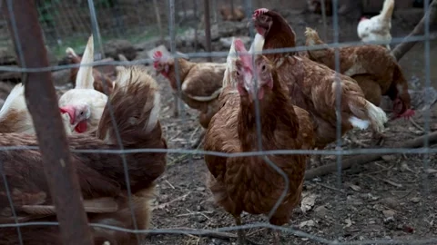 Curious Brown Hen Approaching Camera in Outdoor Enclosure Stock Footage 342813440