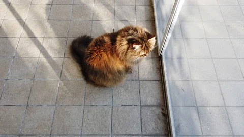 Curious brown mackerel cat at the window Vídeo Stock 125181604