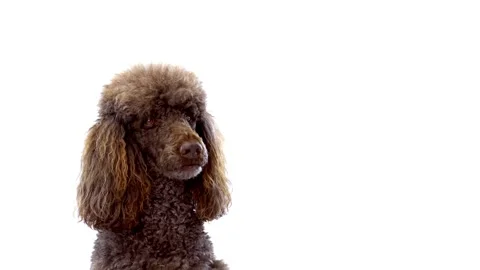 Curious Brown Poodle Dog Looking Around on Clean White Background Stock-Footage 332709086