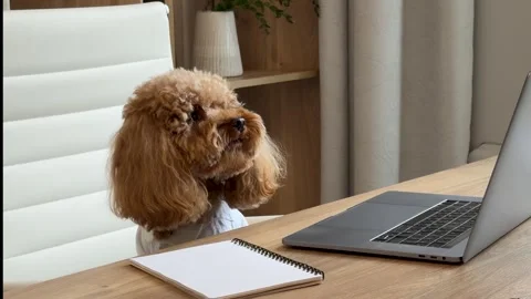 Curious brown poodle observing laptop on home office desk near end of sequence Stock Footage 338055100