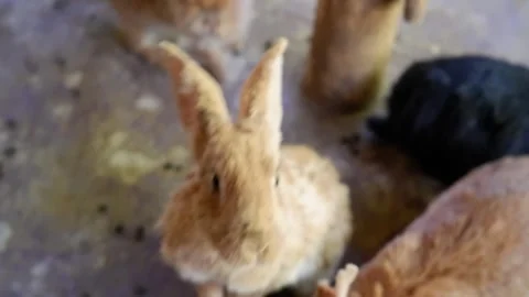 Curious brown rabbit standing up and begging for food Stock Footage 336257423