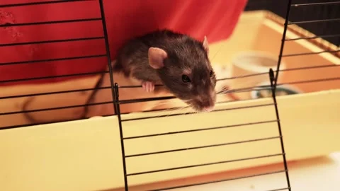 Curious brown rat peeking out from its cage, exploring its surroundings Stock Footage 339211640