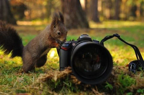 Curious brown squirrel with camera on green grass in forest Stock Photos