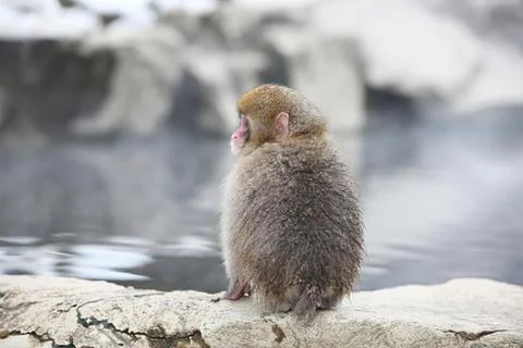 Curious brown squirrel sitting on rocks by water Stock Photos