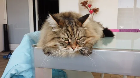 Curious brown tabby cat lying outdoor, siberian breed 動画素材 125182474