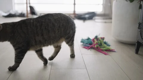 Curious brown tabby cat walking across a bright room and exiting the frame Stockbeeldmateriaal 342043450