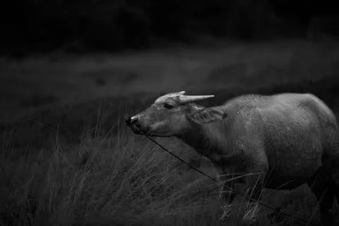 Curious bull 2  Stock Photos