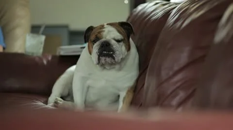 Curious Bull Dog Stock Footage 8983438