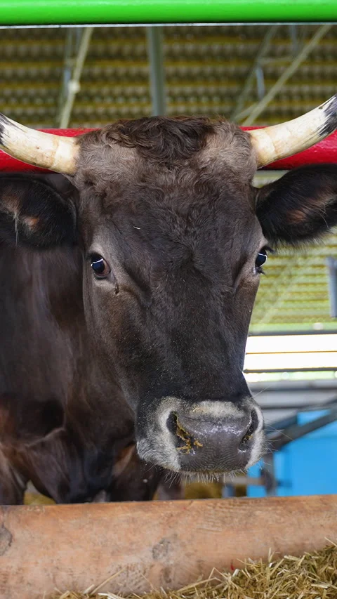 Curious bull posing in barn stall Stock Footage 315152664