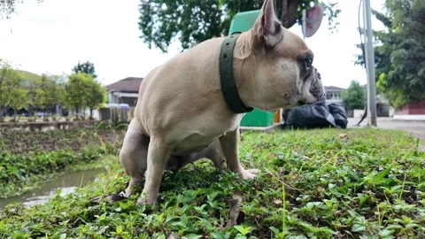 Curious Bulldog's Exploration: Stock Footage 323584847