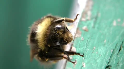 The curious bumblebee all in flower pollen, has sat down to have a rest Stock-Footage 10713901