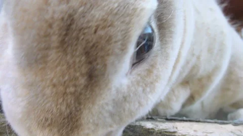 Curious Bunny Rabbit Stock Footage 22916995