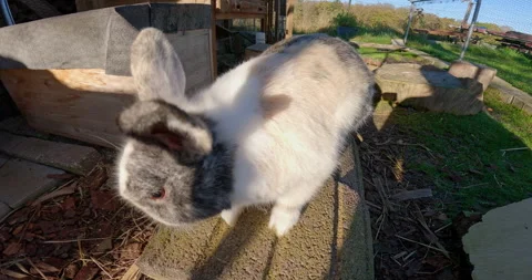 Curious bunny sitting on a stone and sniffs the camera Stock Footage 227975699