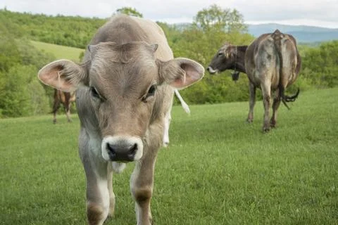 Curious calf approaching camera Stock-Fotos