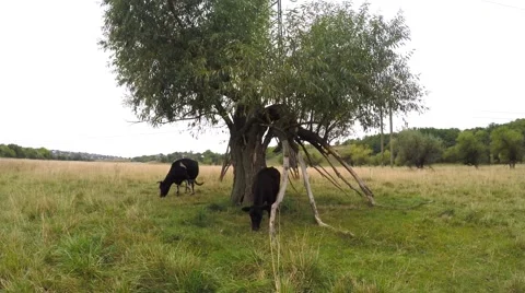 Curious Calf considering the camera. Stock Footage 54742428