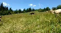 Curious calf HD Footage