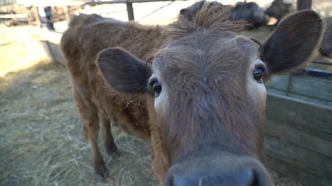A curious calf Stock Footage 108497145