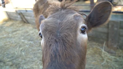 A curious calf Stock Footage 108497384