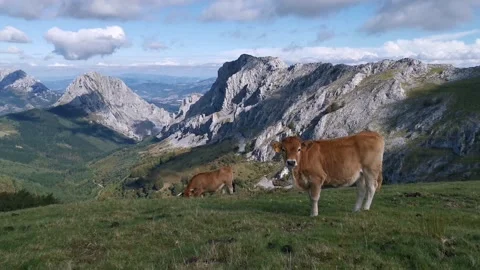 Curious calf looking at the camera Stock Footage 139730570