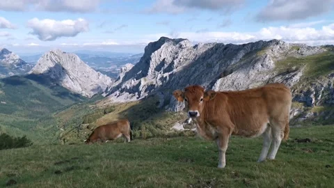 Curious calf looking at the camera Stock Footage 139730603