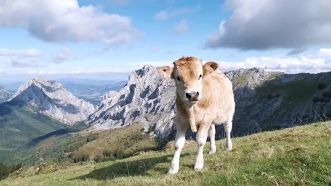 Curious calf looking at the camera Stock Footage 139730707