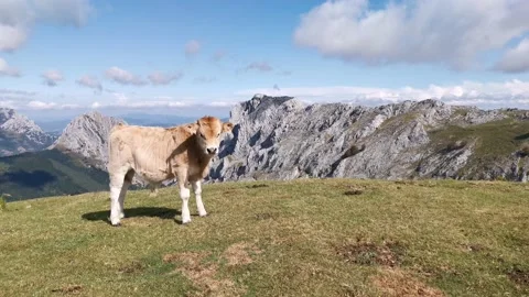 Curious calf looking at the camera Stock Footage 139730802