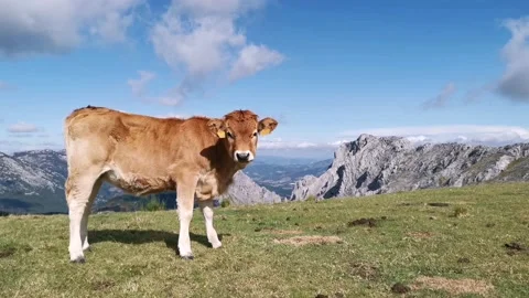 Curious calf looking at the camera Stock Footage 139730837