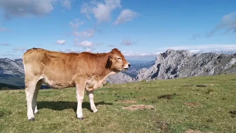 Curious calf looking at the camera Stock Footage 139731081
