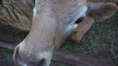 Curious calf looks in frame Stock Footage 107974611