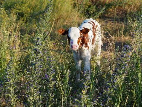 Curious calf looks into the frame Stock Photos
