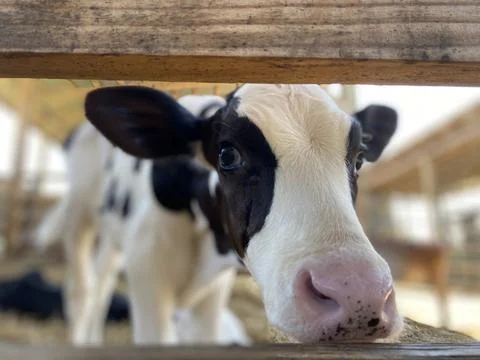 Curious Calf Stock Photos