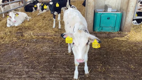 Curious calf is shy to look at the camera. Stock Footage 156728410