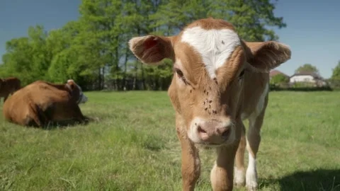 A curious calf with a white forehead stands in a grassy field on a sunny day. Stock Footage 278277090