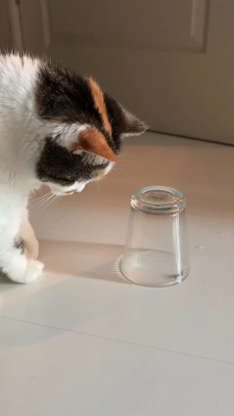 Curious calico cat looking at a spider trapped under glass on the floor Video stock 336260571