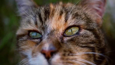 Curious calico cat looks into the camera portrait Stock Footage 204867473