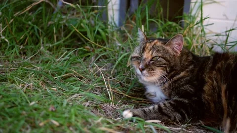 Curious calico cat looks into the camera portrait Stock Footage 205599175