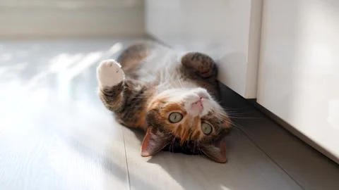 Curious calico cat lying on the floor, wants to play, looking at camera bottom Stockbeeldmateriaal 313526114