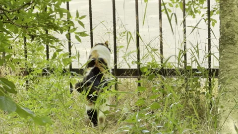 Curious calico cat peers through a metal fence in a green park Stock Footage 336938954