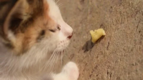 Curious Calico Kitten eating a Small biscuit on the Ground Stock Footage 320264538