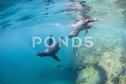 Curious California sea lion pups (Zalophus californianus), underwater at Los Stock Photos