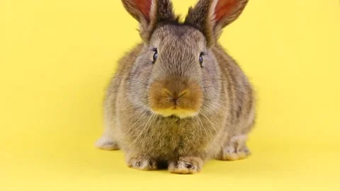 A curious calm fluffy brown rabbit sits on a yellow bed background, in a curtain Stock Footage 146936480