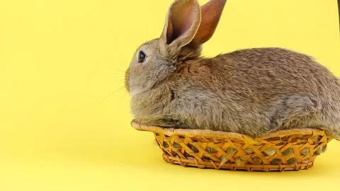 A curious calm fluffy brown rabbit sits on a yellow bed background, in a curtain Stock Footage 147236992