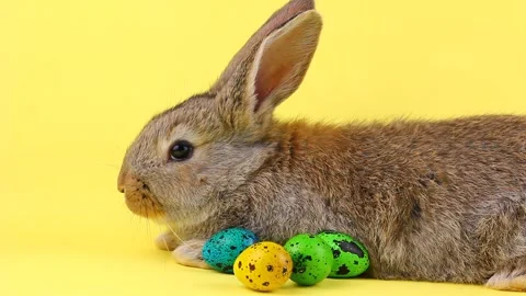 A curious calm fluffy brown rabbit sits on a yellow bed background, in a curtain Stock Footage 147369296