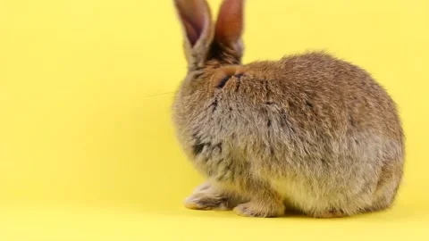 A curious calm fluffy brown rabbit sits on a yellow bed background, in a curtain Video stock 148404575