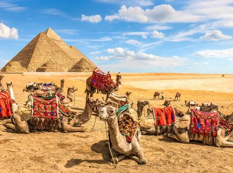 Curious camel and pyramids Stock Photos
