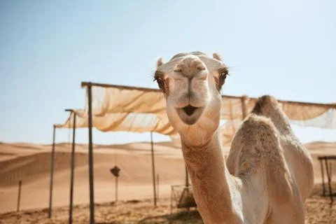 Curious camel in desert Stock Photos
