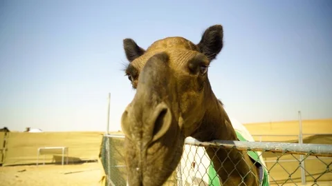 Curious Camel Stock Footage 120870665