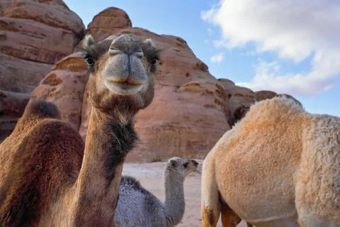 Curious camel head, another smaller animal in background, closeup detail Stock Photos