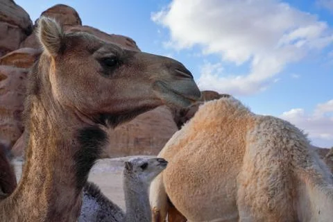 Curious camel head, another smaller animal in background, closeup detail Stock Photos